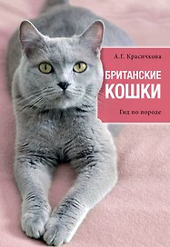 Британские кошки: гид по породе