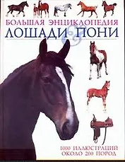 Лошади & пони