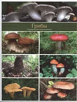 Грибы: справочник-определитель