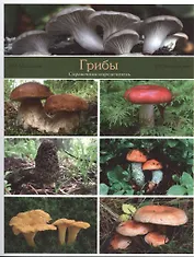Грибы: справочник-определитель