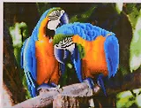 Алмазная мозаика ТМ Рыжий кот (класс.) 40х50см (30цв.) Попугаи в джунглях AC4073