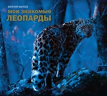 Мои знакомые леопарды