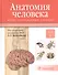 Анатомия человека.Т.3-Нервная система.Органы чувств.Учебник в 3 томах - 0