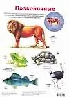 Плакат, Позвоночные. Беспозвоночные