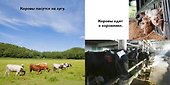 На ферме - 2