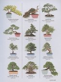 Happy Bonsai: Choose It, Shape It, Love It - 2