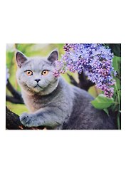 Алмазная мозаика Любопытный котик, 30*40 см.