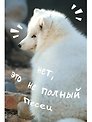 Книга для записей А5 80 листов в клетку, "Песец"