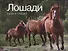 Лошади. Сила и грация - 1