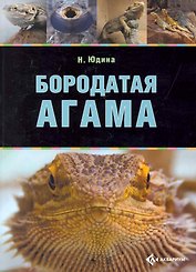 Бородатая агама.