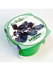 Набор для выращивания "Зелень круглый год" Базилик фиолетовый (411845)