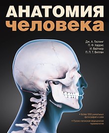Анатомия человека
