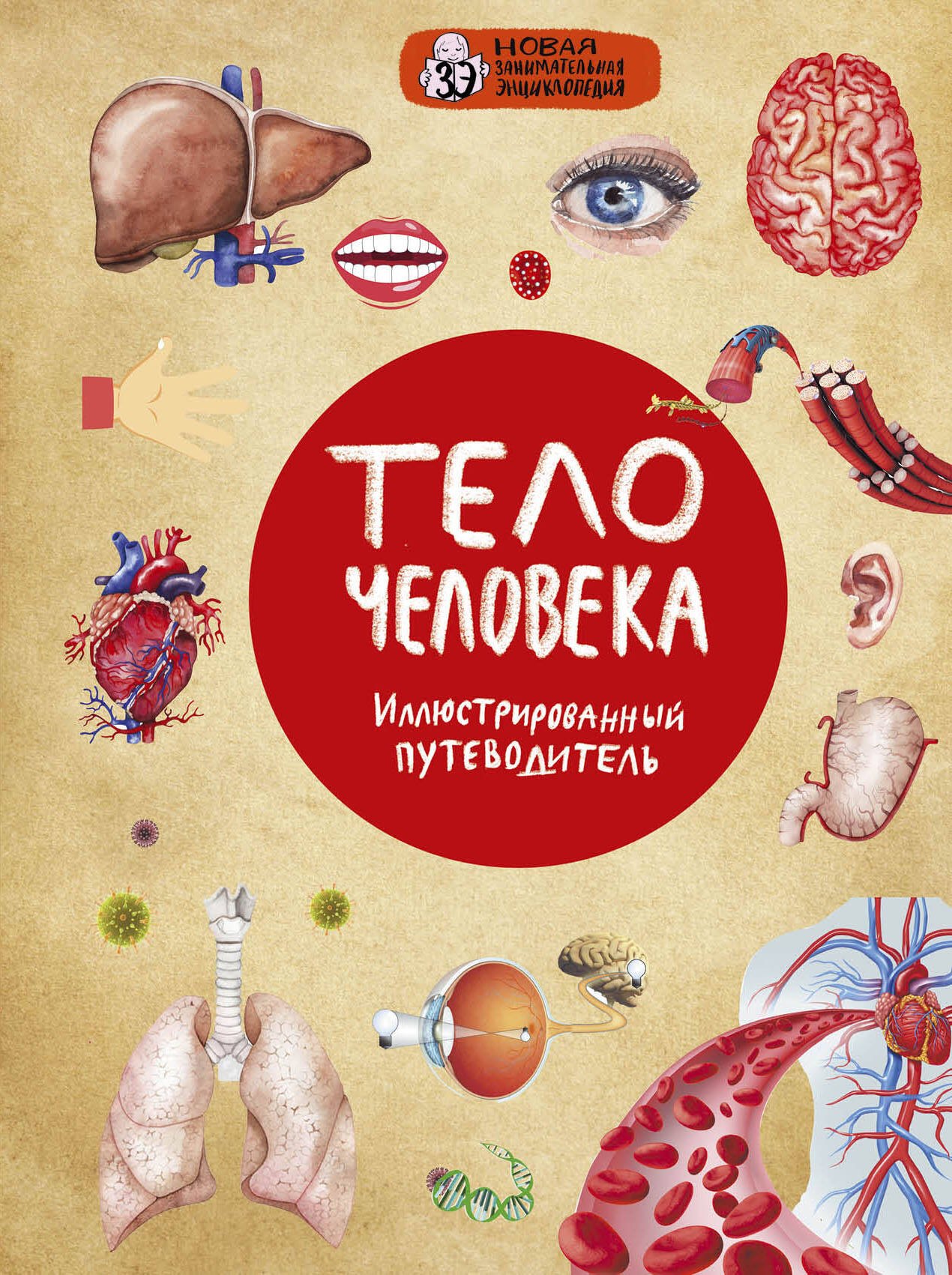 

Тело человека. Иллюстрированный путеводитель