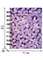 Записная книжка А6 100 листов линейка "The Flowers Whisper", на спирали - 2