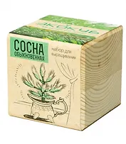 Набор для опытов и экспериментов Набор для выращивания Экокуб Сосная обыкновенная