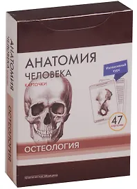 Анатомия человека. Карточки. Остеология. Интенсивный курс (47 карточек)