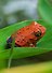 3D пазл Makebug «Лягушка», линейка Deep Jungle. Арт. MB-D-0051 - 2