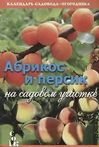 Абрикос и персик на садовом участке (мКалендСадОгор) Бурова