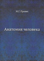 Анатомия человека
