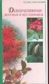 Декоративные деревья и кустарники