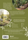 Роскошные хвойные: виды, посадка, уход - 1