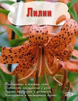 Лилии