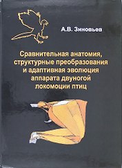 Сравнительная анатомия, структурные преобразования и адаптивная эволюция аппарата двуногой локомоции птиц