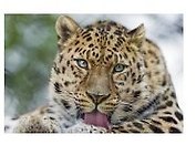 Набор для творчества, Рыжий Кот, Алмазная мозаика Леопард (блест) 30х40 см c подр., с полн. заполн. (29цв.) FS011