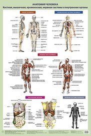 Анатомия человека. Костная, мышечная, кровеносная системы и внутренние органы