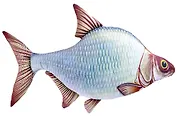 Мягкая игрушка Рыба Лещ / 79 см