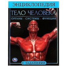 Тело человека