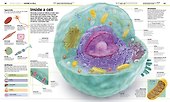 Knowledge Encyclopedia Human Body! - 1