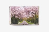 London in Bloom - 1