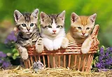 ЧГ:2148740 Пазл 500 В-51168 Три котенка (castor)