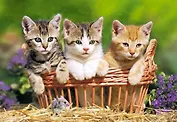 ЧГ:2148740 Пазл 500 В-51168 Три котенка (castor)