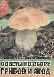 Советы по сбору грибов и ягод