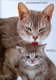 Альбом, Жизнь кошек