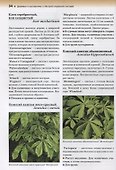 Атлас декоративных деревьев и кустарников - 2