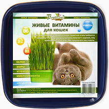 Живые витамины для кошек "Ячмень" в пластиковом лотке (410688) (19х17,4)