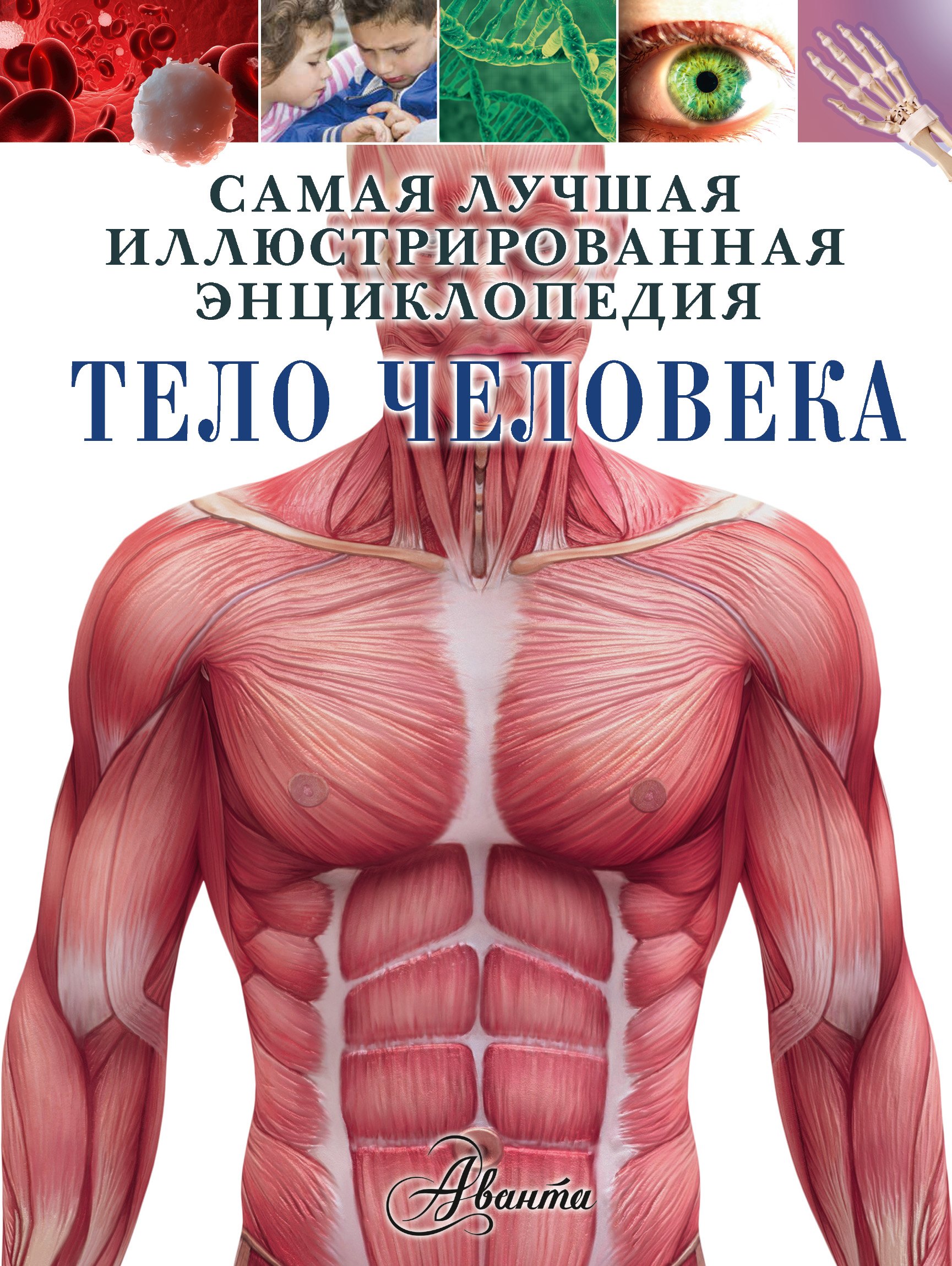 

Тело человека