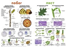 Плакат, Побег, Лист