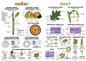 Плакат, Побег, Лист