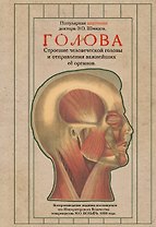 Голова. Строение человеческой головы и отправления важнейших её органов