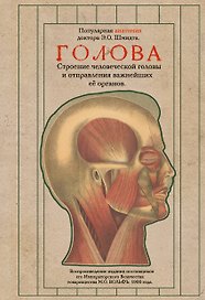 Голова. Строение человеческой головы и отправления важнейших её органов