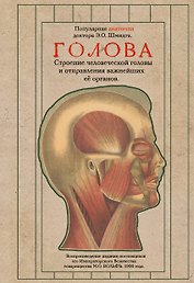 Голова. Строение человеческой головы и отправления важнейших её органов