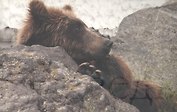 БГ. Красота природы. Медведь.- 2-е изд. доп. (мягкий перепле