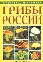 Грибы России