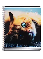 Тетрадь в клетку Academy Style, "Рыжие кошки", 80 листов, в ассортименте