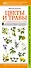 Цветы и травы. Мир удивительных растений. Наглядный карманный определитель - 0