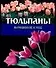 Тюльпаны. Выращивание и уход - 0